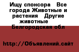 Ищу спонсора - Все города Животные и растения » Другие животные   . Белгородская обл.